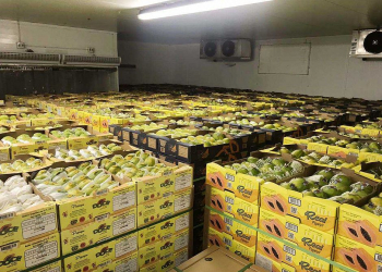 Exportadores de frutas do Vale do São Francisco têm prejuízo de R$ 570 milhões