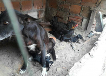 Galinha cuida de filhotes de cadela como se fossem pintinhos e não aceita que mãe biológica se aproxime