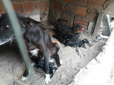 Galinha cuida de filhotes de cadela como se fossem pintinhos e não aceita que mãe biológica se aproxime
