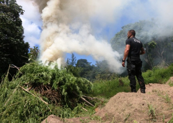 Polícia Civil localiza plantação de maconha avaliada em R$ 2,2 milhões
