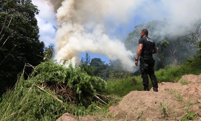 Polícia Civil localiza plantação de maconha avaliada em R$ 2,2 milhões