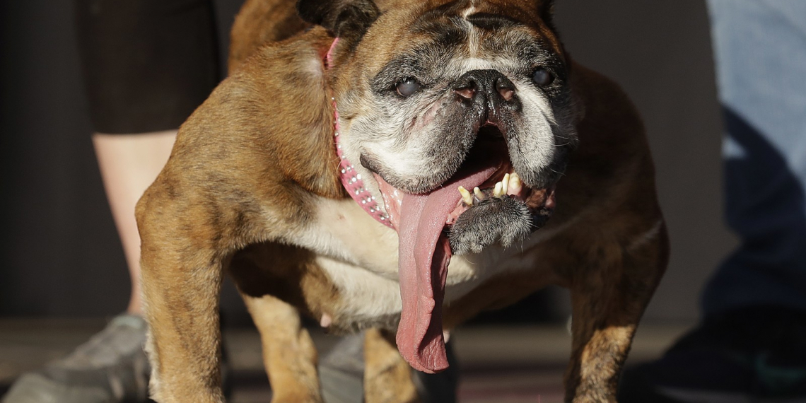 Bulldog inglês de língua pendurada é eleito o cão mais feio do mundo em concurso nos EUA