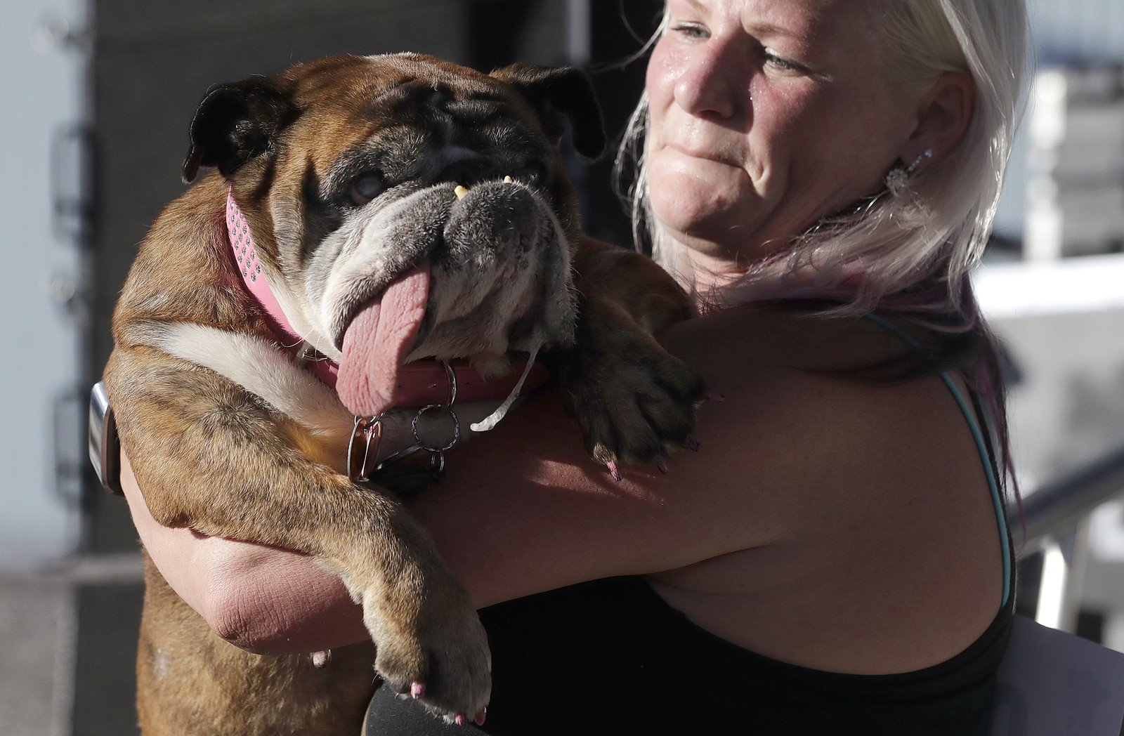 Bulldog inglês de língua pendurada é eleito o cão mais feio do mundo em concurso nos EUA