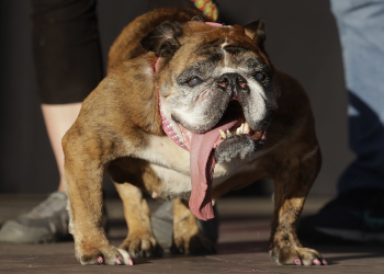 Bulldog inglês de língua pendurada é eleito o cão mais feio do mundo em concurso nos EUA