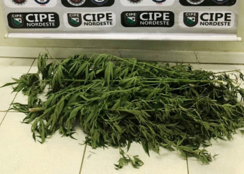 Coité: plantação de maconha é desativada em residência no Distrito de Salgadália
