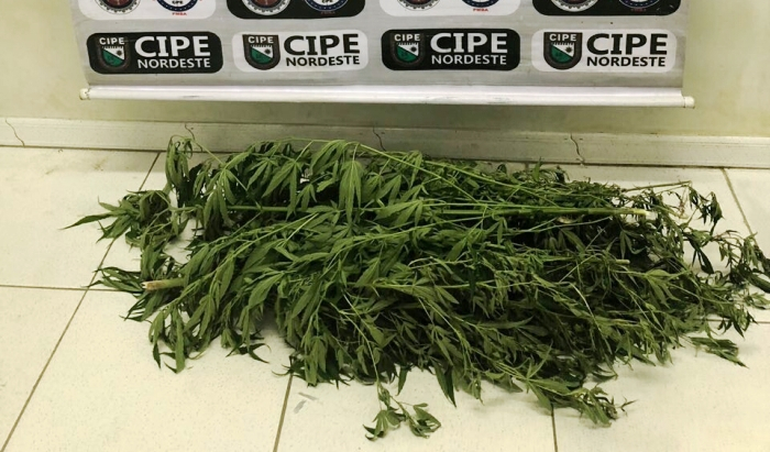 Coité: plantação de maconha é desativada em residência no Distrito de Salgadália