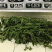 Coité: plantação de maconha é desativada em residência no Distrito de Salgadália