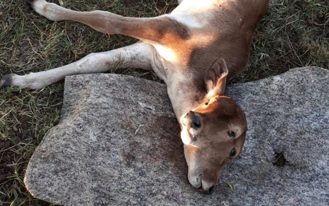 Bezerro nasce com duas cabeças em fazenda no interior de Goiás