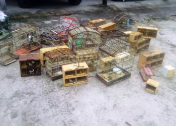 Coité – Policia Civil apreende 200 pássaros que estavam sendo comercializados