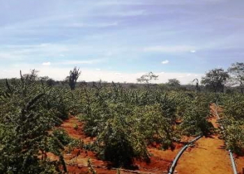 Campo Formoso – 54ª CIPM erradica cerca de 100 mil pés de maconha; um suspeito morre no confronto
