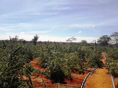 Campo Formoso – 54ª CIPM erradica cerca de 100 mil pés de maconha; um suspeito morre no confronto