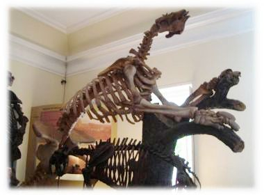 ‘Preguiça Gigante de Jacobina’ pode ter sido consumida em incêndio no Museu Nacional