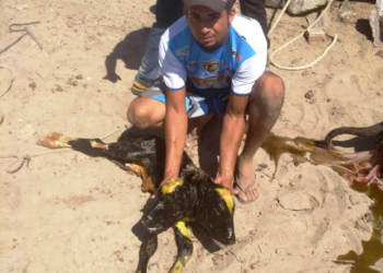 Bezerro nasce com duas cabeças em Jaguarari