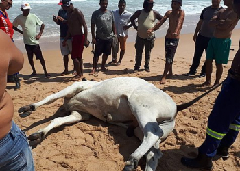 Boi foge da Fenagro, some por cinco dias e morre afogado no mar de Salvador