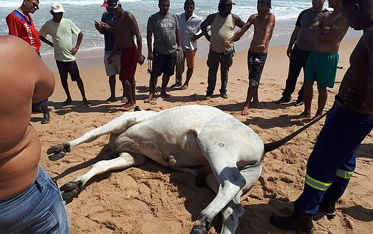 Boi foge da Fenagro, some por cinco dias e morre afogado no mar de Salvador