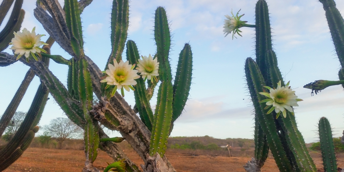 ‘ Mandacaru quando fulora na seca, é o sinal que a chuva chega ao sertão’ o CN constatou isto no Distrito de Riacho da Onça