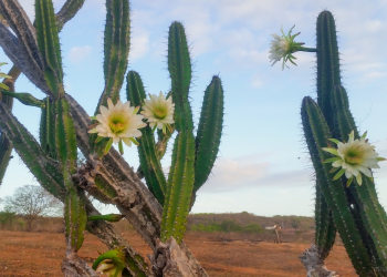 ‘ Mandacaru quando fulora na seca, é o sinal que a chuva chega ao sertão’ o CN constatou isto no Distrito de Riacho da Onça