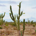 ‘ Mandacaru quando fulora na seca, é o sinal que a chuva chega ao sertão’ o CN constatou isto no Distrito de Riacho da Onça