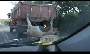 Maus tratos: vaca é transportada viva pendurada pelos chifres e patas em uma caçamba