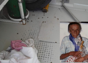 Mulher de 104 anos morre após ataque de abelhas