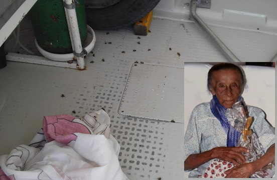 Mulher de 104 anos morre após ataque de abelhas