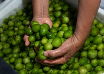 Umbu é uma das opções de frutas saudáveis para o Verão