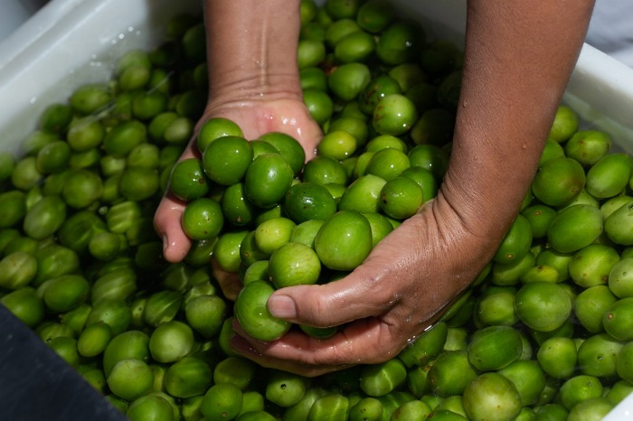 Umbu é uma das opções de frutas saudáveis para o Verão