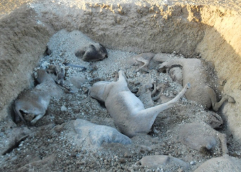 Denúncia: cerca de 700 jumentos sofrem maus-tratos e muitos são mortos em Euclides da Cunha