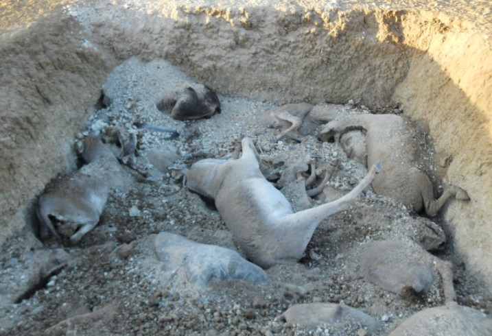 Denúncia: cerca de 700 jumentos sofrem maus-tratos e muitos são mortos em Euclides da Cunha