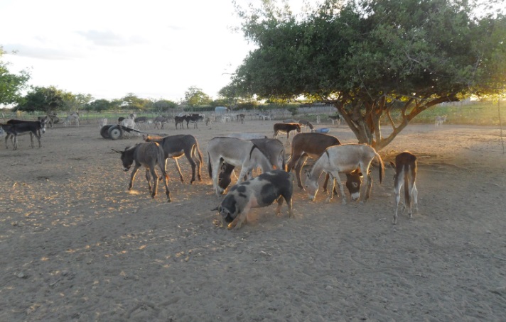 Denúncia: cerca de 700 jumentos sofrem maus-tratos e muitos são mortos em Euclides da Cunha