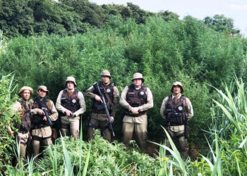 Polícia descobre 30 mil pés de maconha em Abaré