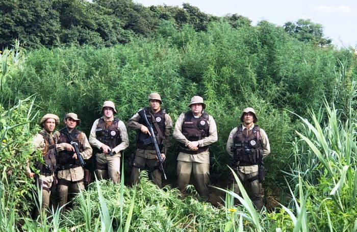 Polícia descobre 30 mil pés de maconha em Abaré