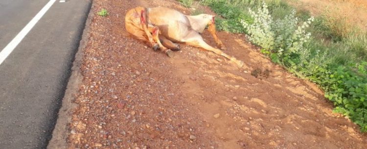 Motorista morre ao colidir com animal na BA 144