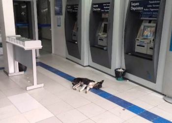 Não tem cachorro que aguente tanto calor. Animais procuram ar condicionado dos bancos