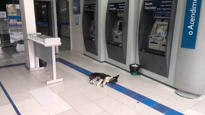 Não tem cachorro que aguente tanto calor. Animais procuram ar condicionado dos bancos