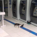 Não tem cachorro que aguente tanto calor. Animais procuram ar condicionado dos bancos