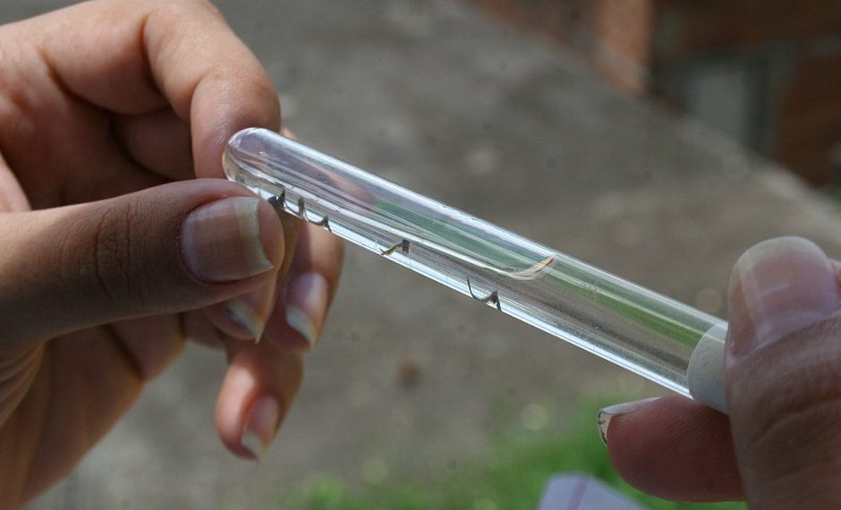Casos de dengue crescem 134% na Bahia; Feira de Santana vive surto