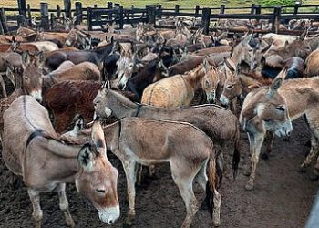 Entidade vai colocar 800 jumentos para adoção