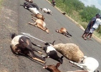 Carro mata 29 ovinos e deixa outros feridos em atropelo em rodovia do Piauí