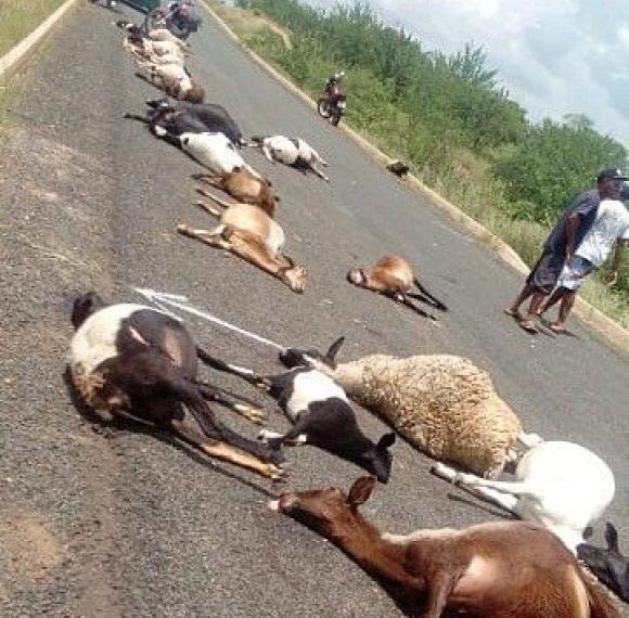 Carro mata 29 ovinos e deixa outros feridos em atropelo em rodovia do Piauí
