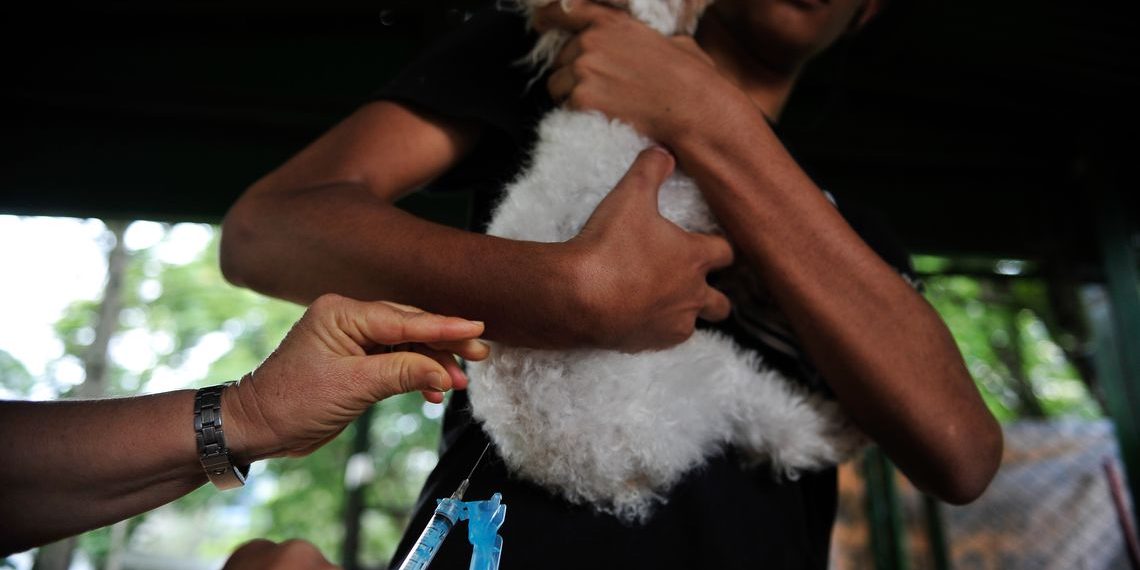 Veterinários formados a distância não terão registro profissional