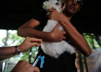 Veterinários formados a distância não terão registro profissional