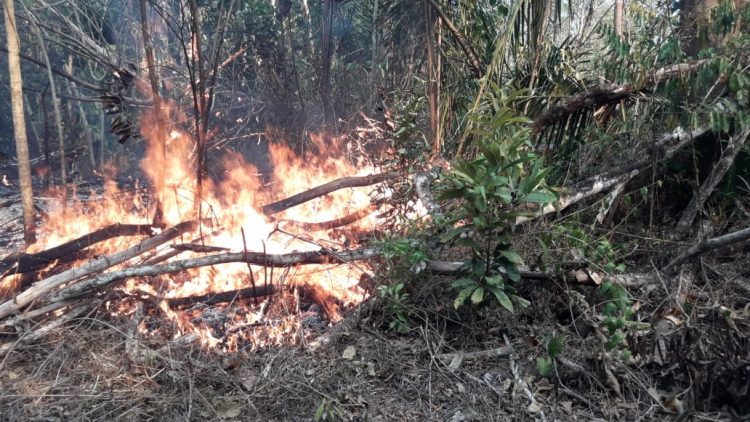 Incêndio está destruído Reserva Nacional de Monte Pascoal no extremo Sul