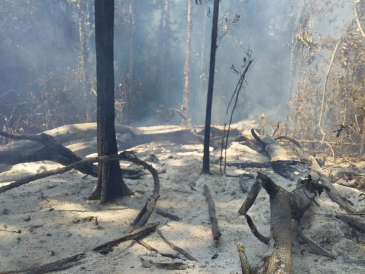 Incêndio está destruído Reserva Nacional de Monte Pascoal no extremo Sul