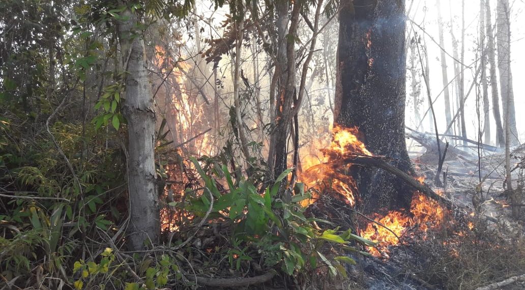 Incêndio está destruído Reserva Nacional de Monte Pascoal no extremo Sul