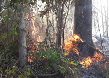 Incêndio está destruído Reserva Nacional de Monte Pascoal no extremo Sul