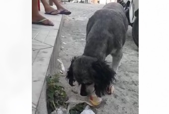 Cadela bebe cerveja como fosse água; teve vez de se embriagar