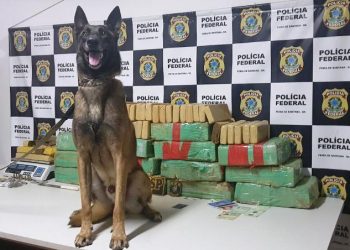 Ação conjunta da SSP e PF usando cão farejador apreende 160 kg de maconha