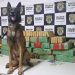 Ação conjunta da SSP e PF usando cão farejador apreende 160 kg de maconha