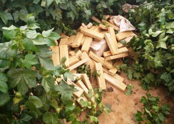 Polícia é acionada para atender um acidente e encontra meia tonelada de maconha